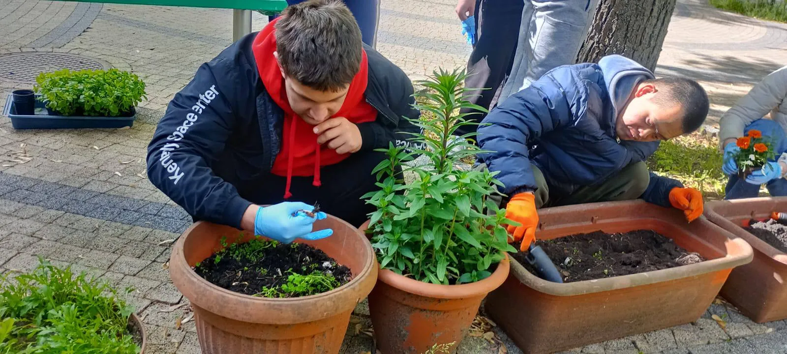 Uczniowie pracują w ogródku